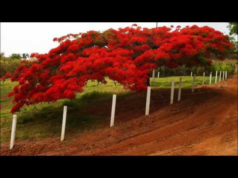 CCB HINOS CANTADOS HINÁRIO 5 - 006, 036, 049, 146, 193, 210