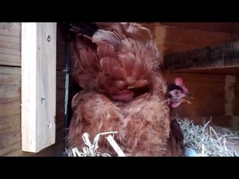 Kip legt een ei. close-up.  Chicken is laying an egg. close-up !