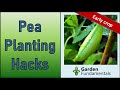 Tricks for Planting Peas Earlier 😲🥗♨️ Harvest Peas Earlier Using These Simple Hacks