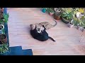 Brave Dog Fights Off Hungry Jaguar