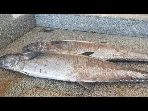 download lagu mp3 mp4 Buy Hake Fish Online, download lagu Buy Hake Fish Online gratis, unduh video klip Buy Hake Fish Online