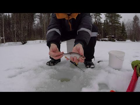Särkipilkillä vesisateessa