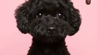 [MP3]임팩트 - 4 Love [함께할개 Part.6]