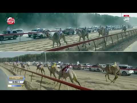  ش 6 سيف حول مفتوح (مياده) ناصر عبدالله أحمد المسند 12:02:09 ، ختامي المرموم 2026/4/1 