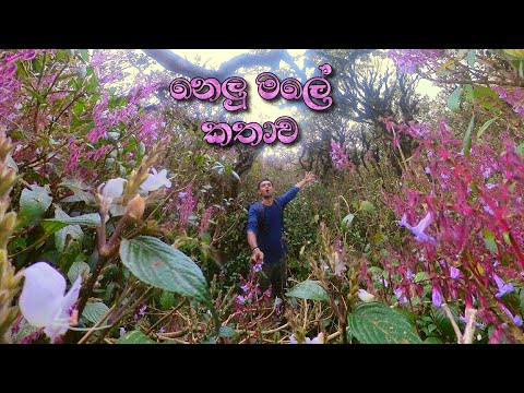 අවුරැදු 12කට වරක් පිපෙන නෙලූ මල් වසන්තය🪻| Nelu Flowers in Horton Plains | Thotupola Kanda ⛰️