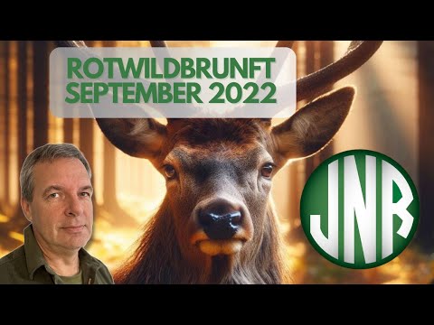 Rotwildbrunft September 2022