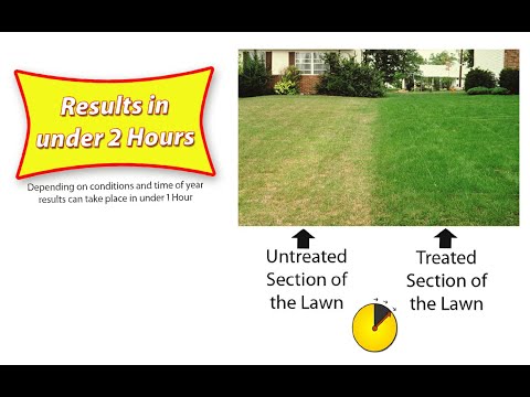 Greener Lawn video.