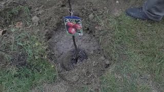 Jak posadzić drzewko owocowe