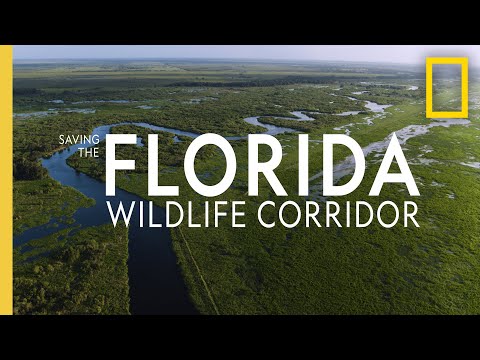 Saving the Florida Wildlife Corridor | National Geographic