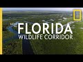 Saving The Florida Wildlife Corridor National Geographic
