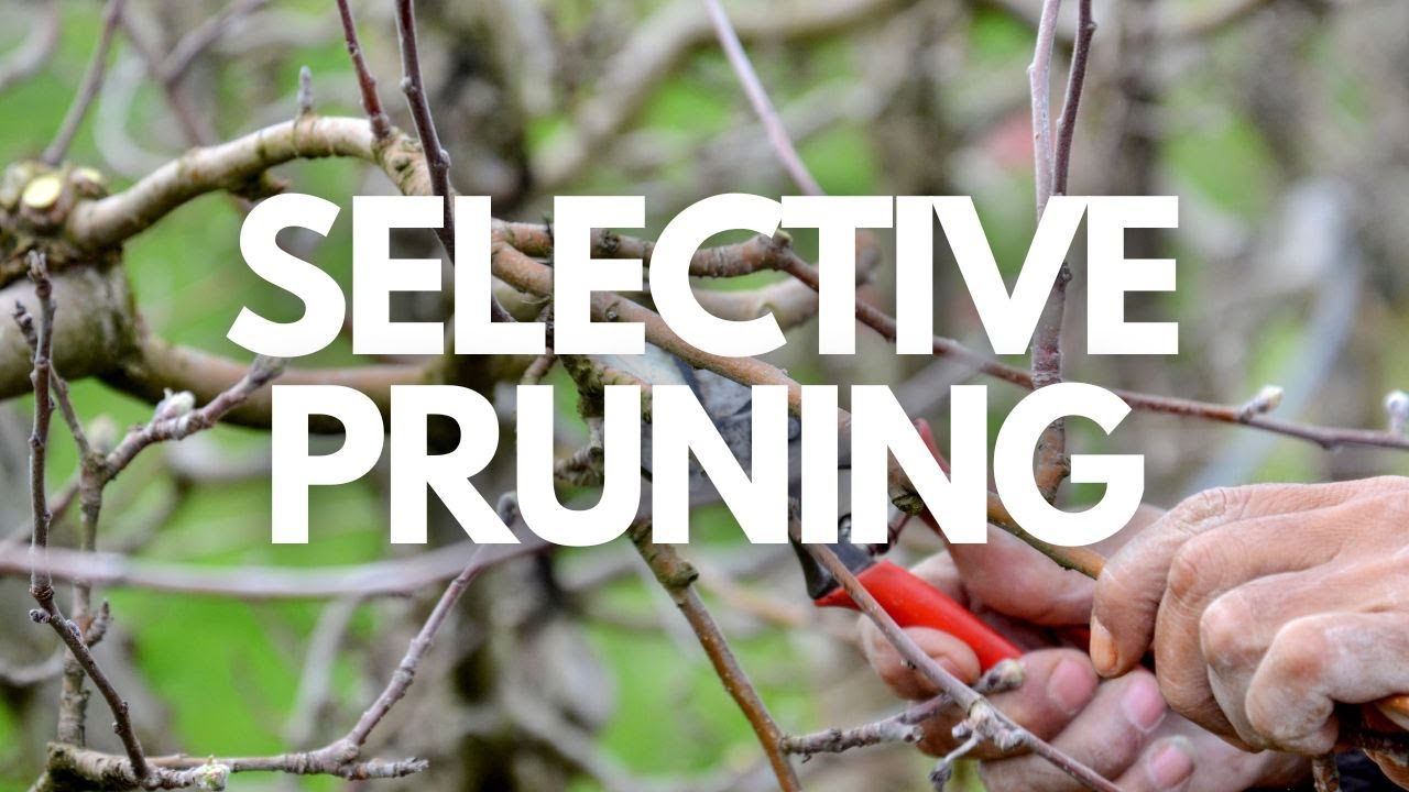 Should you trim weeping cherry trees? Archive EN