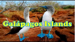 Galápagos Islands  - All you need to know