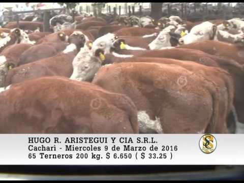 09-03-16 Venta de Machos - Hugo R. Aristegui y Cia S.R.L. - Cacharì.