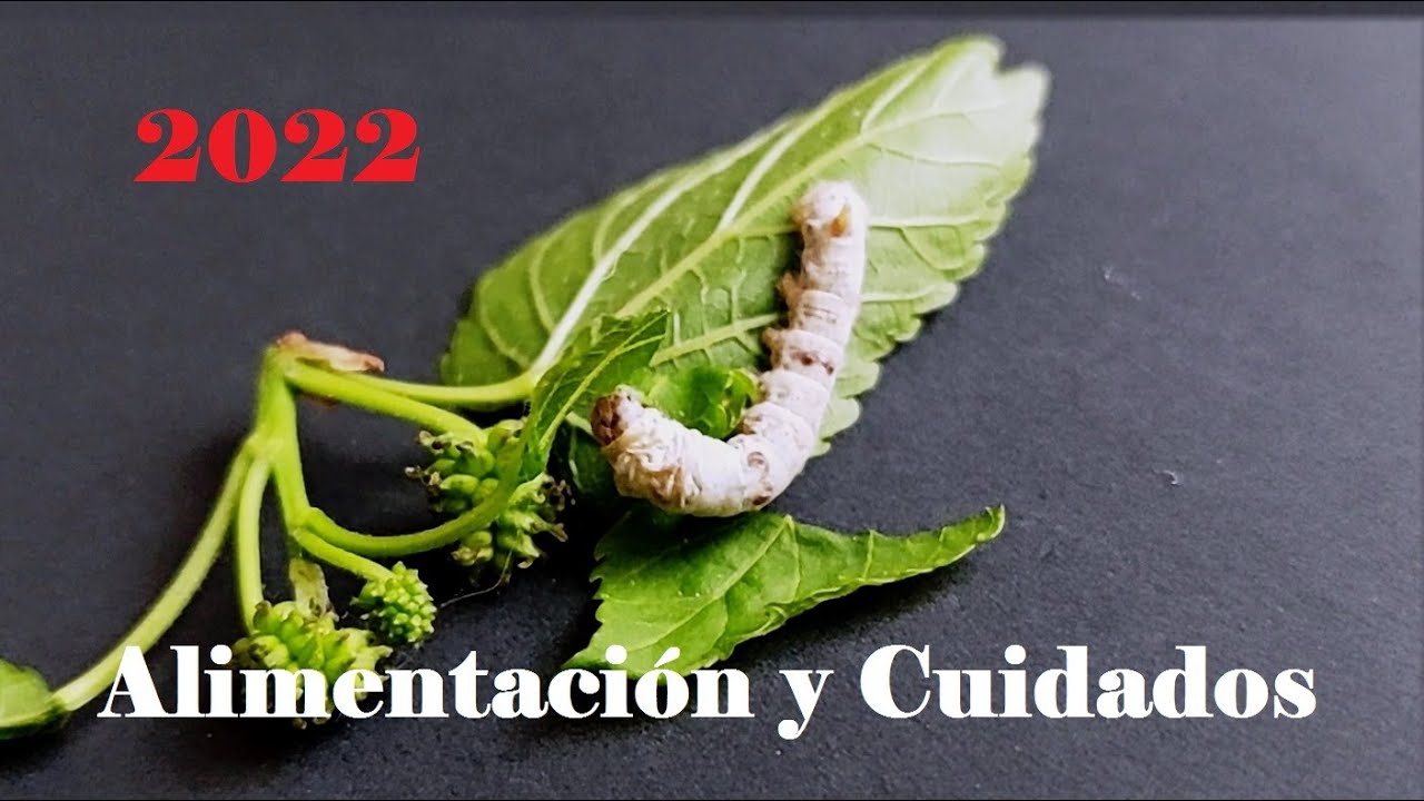 Watch GUSANOS DE SEDA 2022 - ALIMENTACIÓN_Consejos y Curiosidades Now GUSANOS DE SEDA 2022 - ALIMENTACIÓN_Consejos y Curiosidades