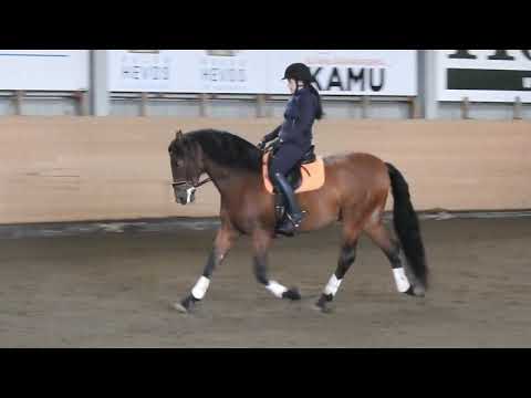 Novelero back in business