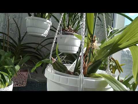 Що допомагає при бактеріальному гнитті бульб і що не допомагає. Бактеріалка у зігопеталумів