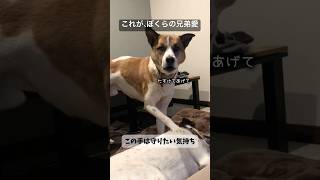 《感動》あの日、弟が見せたやさしさ #感動 #保護犬との暮らし #兄弟愛 #ジナサナ #shorts