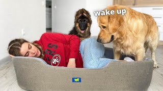 Sleeping in My Dogs\' Bed | Funny Dog Reaction