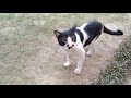 Street Cat Tux Visiting Again And Again To Gain Trust Of Human