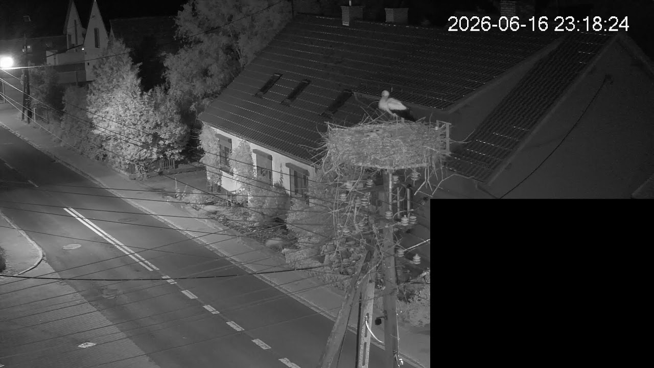 Live webcam view of Kosieczyn Stork Nest
