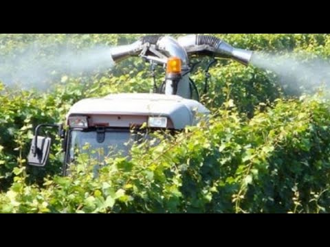 Vigneti, guerra di pesticidi tra viciniPiante bruciate, risse: ora il processo