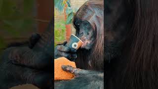 Download lagu Monkey drink coffee #reels #shorts mp3 Download lagu Monkey drink coffee #reels #shorts mp3