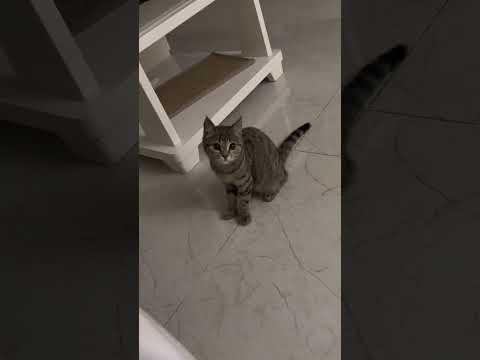 This cat needs to contact his lawyer!