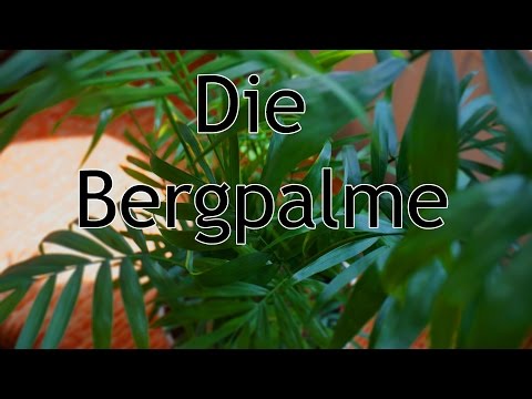 Wissenswertes über die Bergpalme