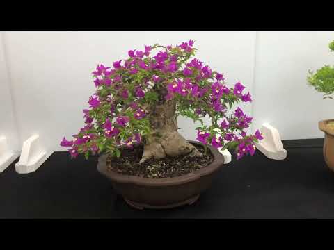 Bonsai Exhibition - Vietnamese Bonsai Club Show Melbourne March 2022