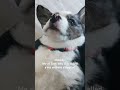 Me at 3am indeed. #dogvideo #tvfordogs #happydogs #doglover #corgi #dogshorts #funnydog #dogshorts
