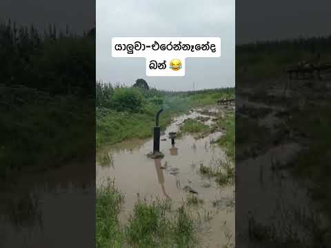 කෝ යකෝ Driver 😂