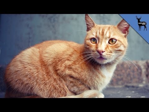 How Feral Cats Can Help You