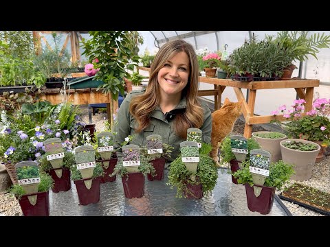 Groundcover Plant Haul! 🌿 31 Variety Show & Tell! 😍 // Garden Answer