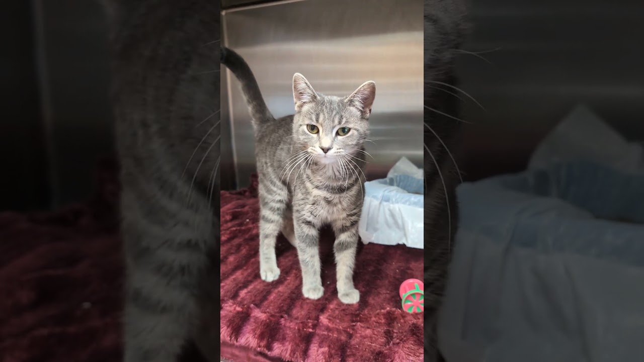 Enlarge POPPY, a Adoptable mixed breed in Carroll, OH video 3/3