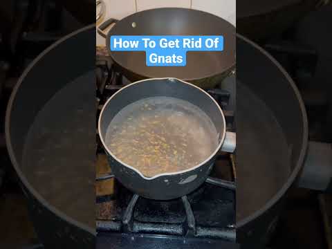 How To Get Rid Of Gnats In Your Sink - Drains