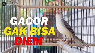 Download lagu PANCINGAN PRENJAK SAWAH AMPUH AGAR PRENJAK DIAM CEPAT GACOR BREND || PRENJAK GACOR NGEBREN TERBAIK mp3