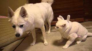 [閒聊] 這隻狗性格怎麼那麼好