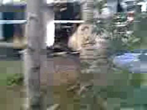 Östra Ersboda skid föråd bran