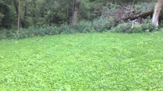 preview picture of video 'The S.c.K. Food plot 2012 heartland forested trail'