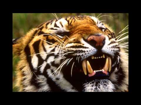 Danny Gatton - Song of India