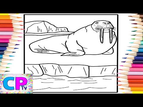 Walrus Coloring Pages/Wild Animals Coloring/Elektronomia - Summersong 2018 [NCS Release]