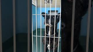 Video preview image #1 Plott Hound Puppy For Sale in Pasadena, CA, USA