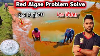 fish pond water iron | How to control red Algae | how to remove pond scum