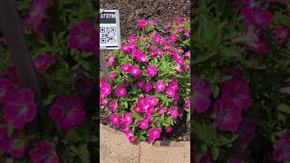Surfinia Mounding petunia varieties at Metrolina Greenhouses trials