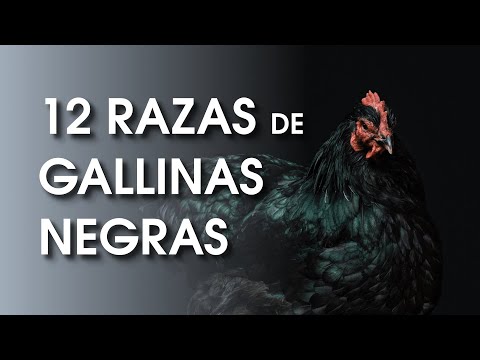 , title : '12 Hermosas razas de gallinas negras 🐔 | Gallina Ponedora'