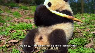 A panda home tour in Sichuan