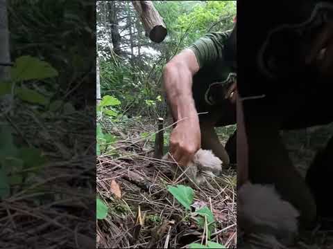 Survival Traps & Snares that WORK!