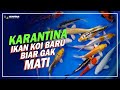 Cara Mengkarantina Ikan Hias Baru