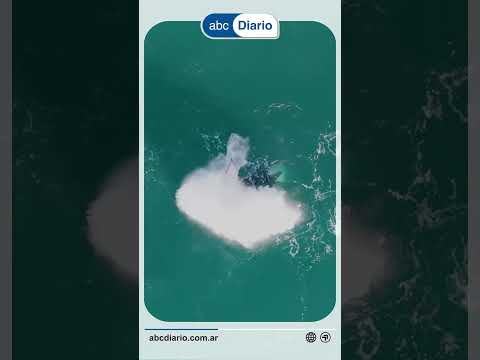 Histórico registro en Rada Tilly: captaron a una orca cazando a metros de la costa   Una escena…