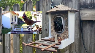 What bird is that? The Wansview F1 will tell you / Setup and Review